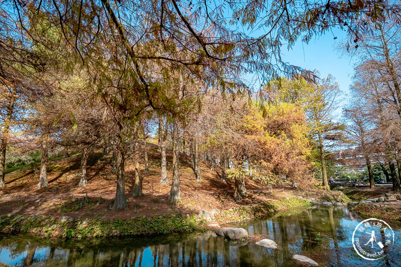 宜蘭羅東》羅東運動公園東丘落羽松│登上神秘的落羽松小島