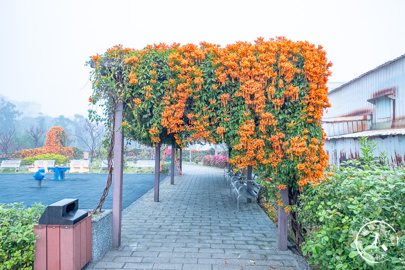 台北景點》炮仗花隧道×3D彩繪地景│鶯歌永吉公園賞花海