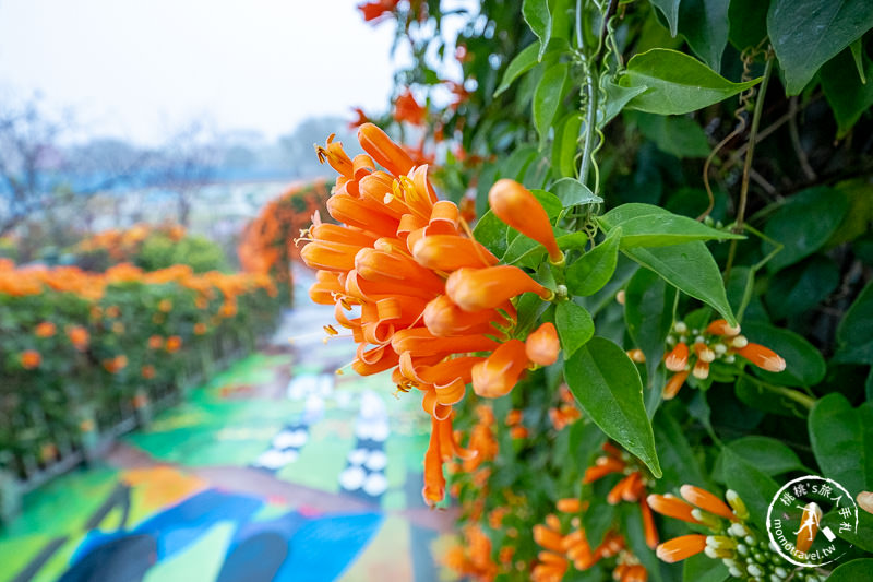 台北景點》炮仗花隧道×3D彩繪地景│鶯歌永吉公園賞花海