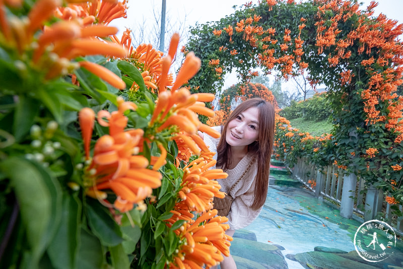 台北景點》炮仗花隧道×3D彩繪地景│鶯歌永吉公園賞花海