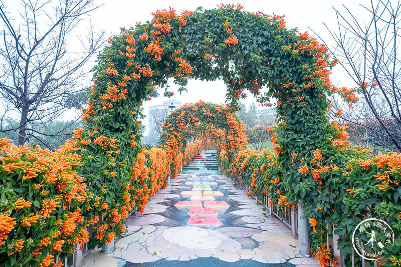 台北景點》炮仗花隧道×3D彩繪地景│鶯歌永吉公園賞花海