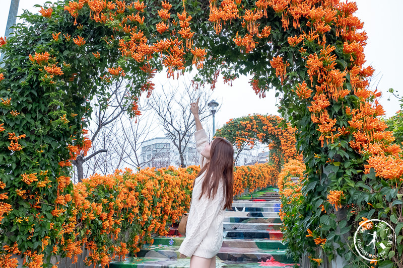台北景點》炮仗花隧道×3D彩繪地景│鶯歌永吉公園賞花海