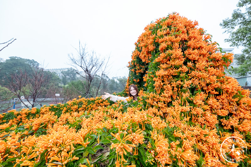 台北景點》炮仗花隧道×3D彩繪地景│鶯歌永吉公園賞花海