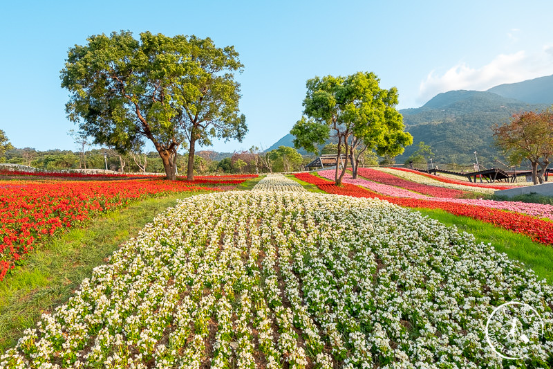 台北景點》北投社三層崎公園│日本富良野花海居然台灣就看得到！