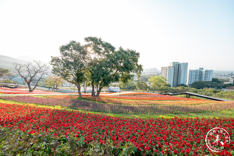 台北景點》北投社三層崎公園│日本富良野花海居然台灣就看得到！