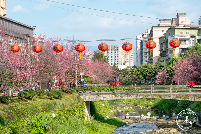 台北景點》汐止康誥坑溪畔櫻花大道│河畔賞櫻步道滿開中