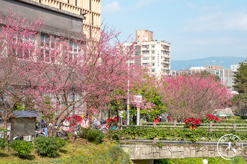 台北景點》汐止康誥坑溪畔櫻花大道│河畔賞櫻步道滿開中