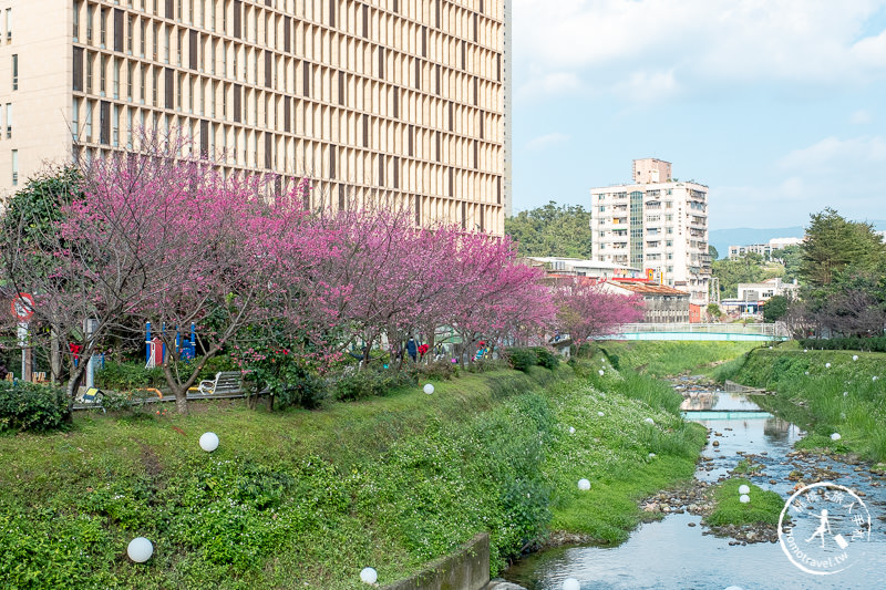 台北景點》汐止康誥坑溪畔櫻花大道│河畔賞櫻步道滿開中