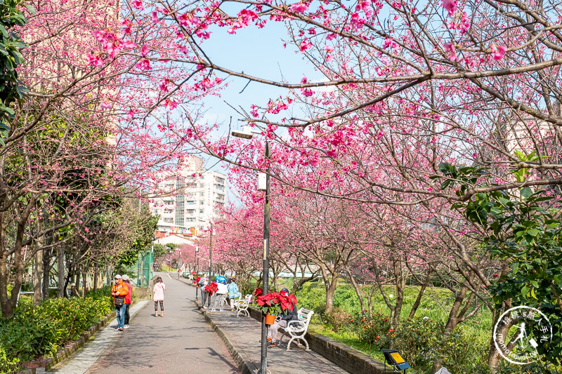 台北景點》汐止康誥坑溪畔櫻花大道│河畔賞櫻步道滿開中