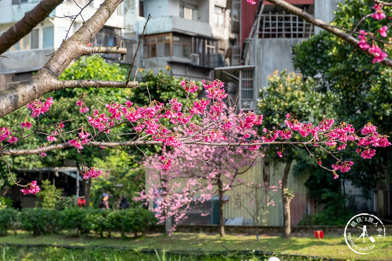 台北景點》汐止康誥坑溪畔櫻花大道│河畔賞櫻步道滿開中