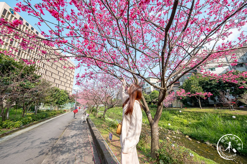 台北景點》汐止康誥坑溪畔櫻花大道│河畔賞櫻步道滿開中