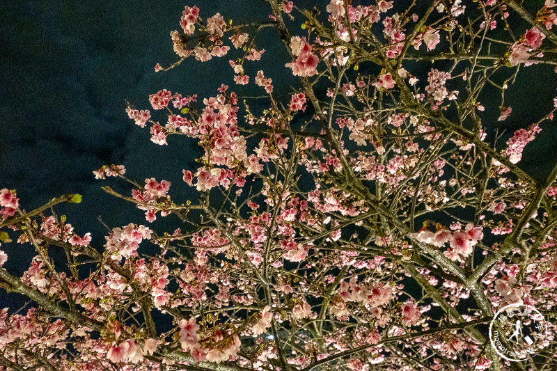 台北景點》內湖樂活夜櫻季│東湖櫻花林日夜都美麗