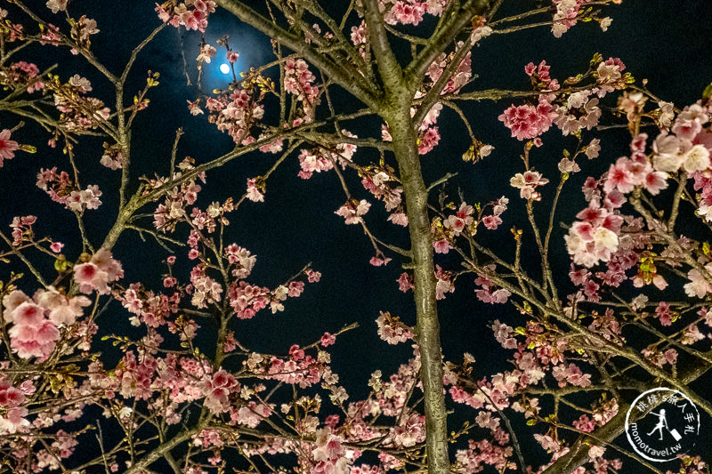 台北景點》內湖樂活夜櫻季│東湖櫻花林日夜都美麗