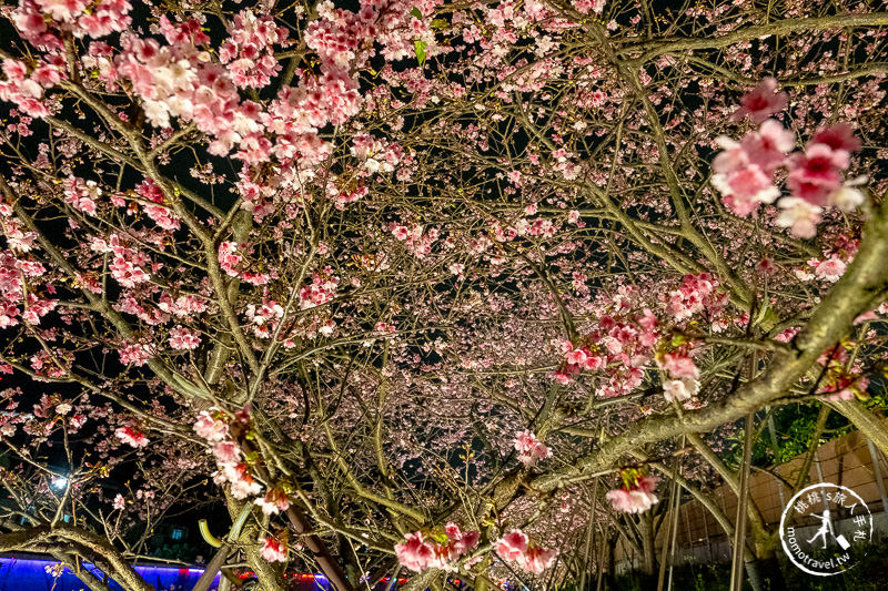 台北景點》內湖樂活夜櫻季│東湖櫻花林日夜都美麗