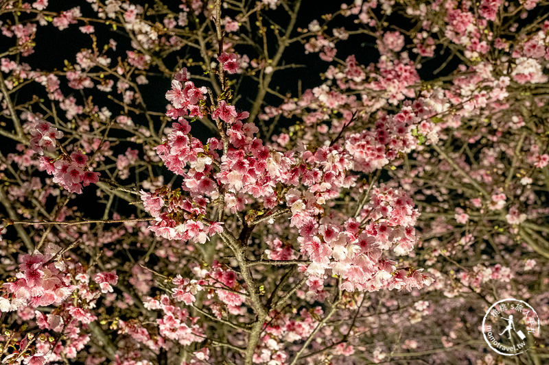 台北景點》內湖樂活夜櫻季│東湖櫻花林日夜都美麗