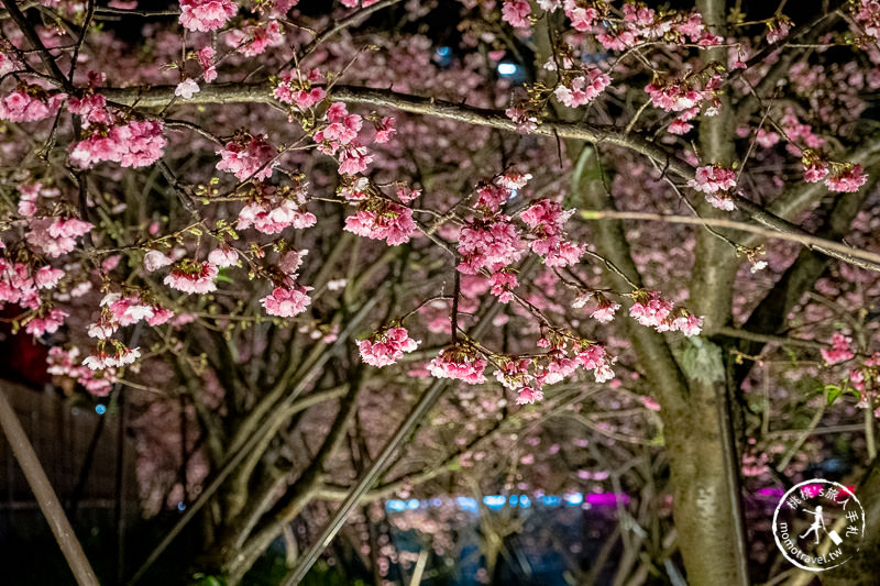 台北景點》內湖樂活夜櫻季│東湖櫻花林日夜都美麗