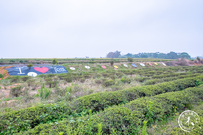 苗栗景點》魯冰花海在苗栗八甲茶文化園區│交通.地址.最新花況分享