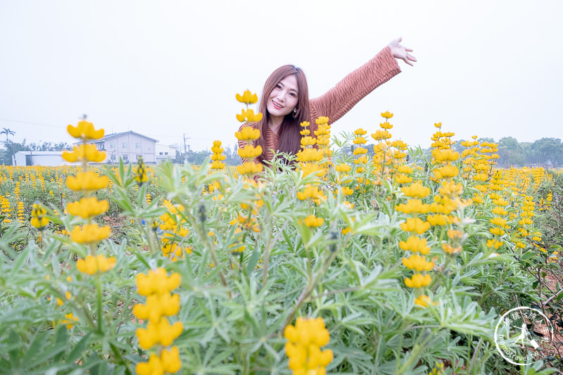 苗栗景點》魯冰花海在苗栗八甲茶文化園區│交通.地址.最新花況分享