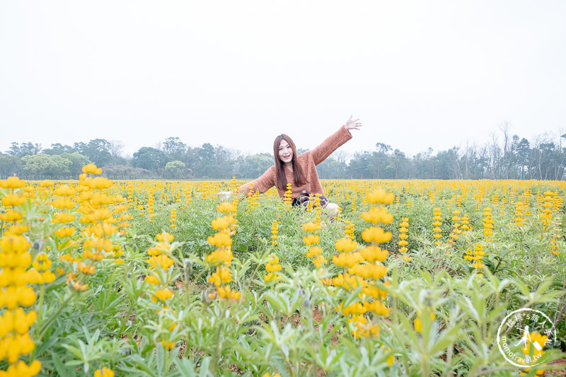 苗栗景點》魯冰花海在苗栗八甲茶文化園區│交通.地址.最新花況分享