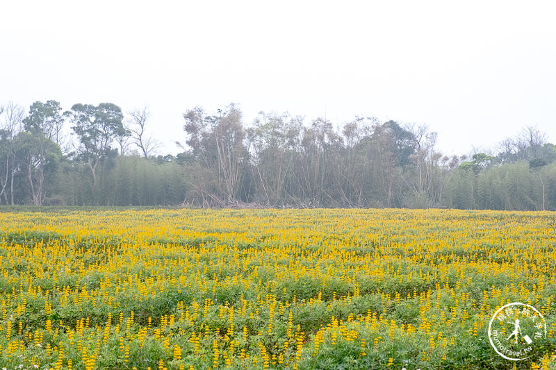 苗栗景點》魯冰花海在苗栗八甲茶文化園區│交通.地址.最新花況分享