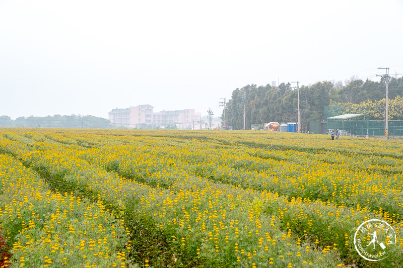 苗栗景點》魯冰花海在苗栗八甲茶文化園區│交通.地址.最新花況分享