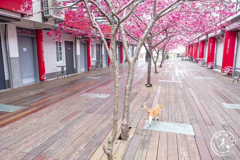 苗栗櫻花景點》三義藝術村櫻花渡假會館│交通.地址.最新花況分享