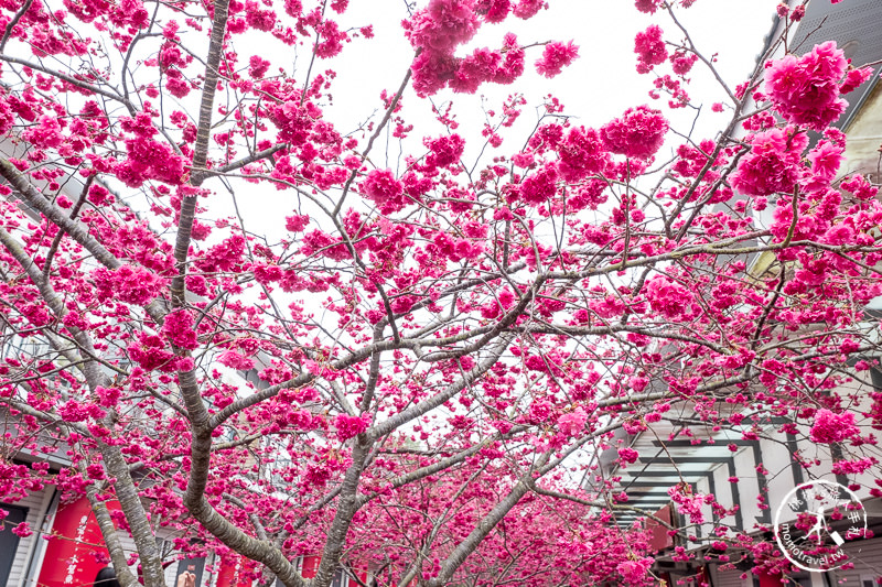 苗栗櫻花景點》三義藝術村櫻花渡假會館│交通.地址.最新花況分享