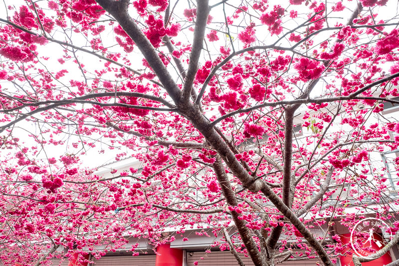 苗栗櫻花景點》三義藝術村櫻花渡假會館│交通.地址.最新花況分享