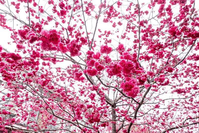 苗栗櫻花景點》三義藝術村櫻花渡假會館│交通.地址.最新花況分享