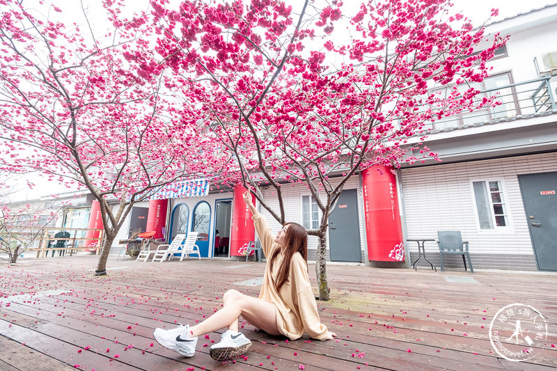 苗栗櫻花景點》三義藝術村櫻花渡假會館│交通.地址.最新花況分享