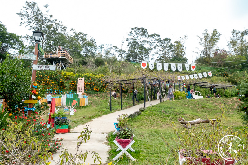 苗栗頭屋景點》橙香森林 最美的橘子園│原來採橘子還能這麼美！