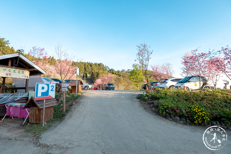 新竹賞櫻景點》山上人家森林農場│粉紅櫻花茶園雲海之美