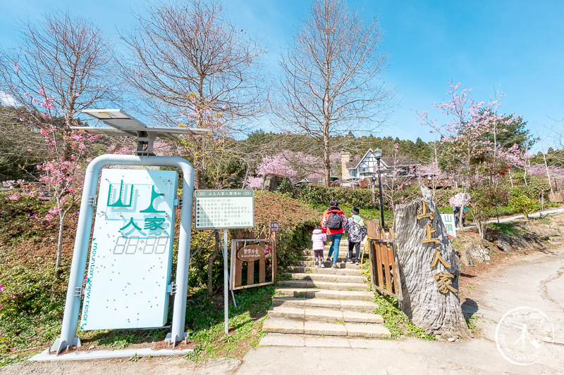 新竹賞櫻景點》山上人家森林農場│粉紅櫻花茶園雲海之美