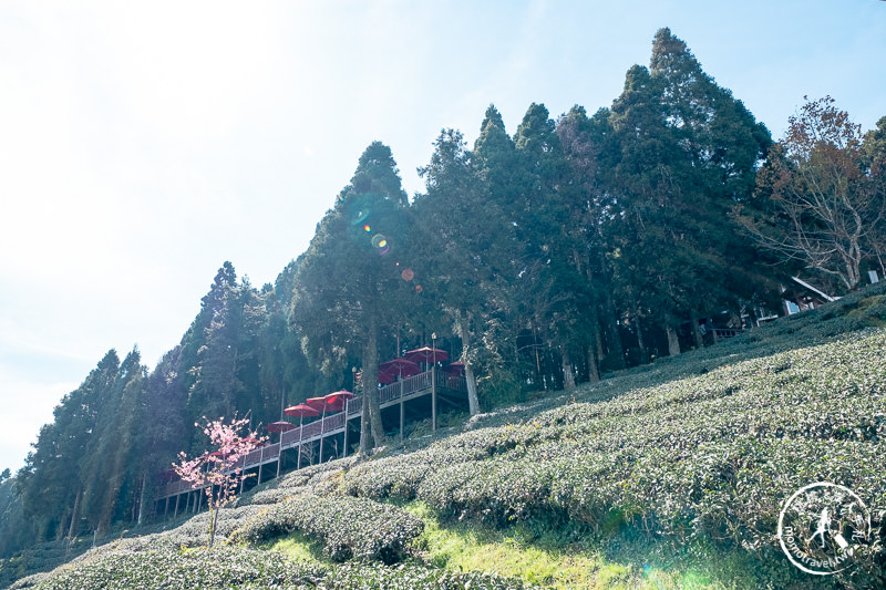 新竹賞櫻景點》山上人家森林農場│粉紅櫻花茶園雲海之美