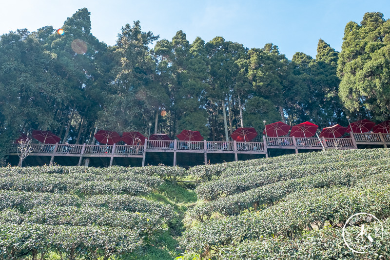 新竹賞櫻景點》山上人家森林農場│粉紅櫻花茶園雲海之美