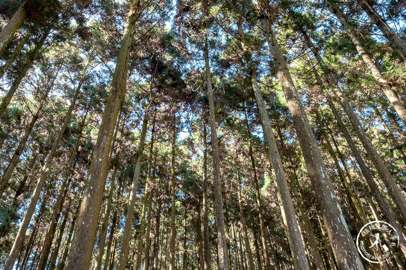 新竹賞櫻景點》山上人家森林農場│粉紅櫻花茶園雲海之美