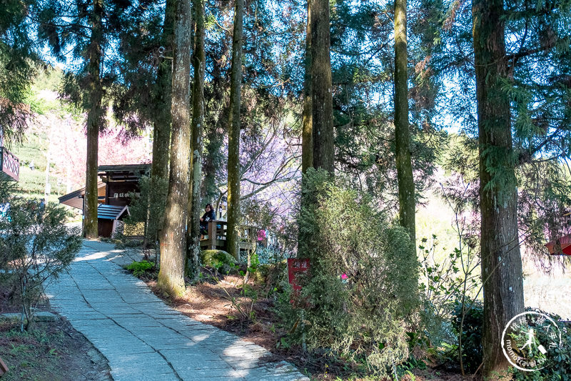 新竹賞櫻景點》山上人家森林農場│粉紅櫻花茶園雲海之美