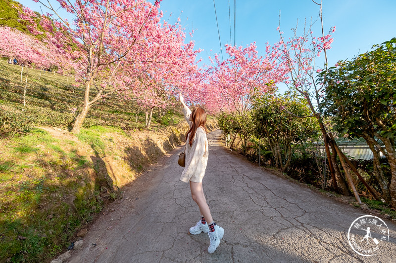 新竹賞櫻景點》山上人家森林農場│粉紅櫻花茶園雲海之美