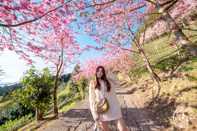 新竹賞櫻景點》山上人家森林農場│粉紅櫻花茶園雲海之美