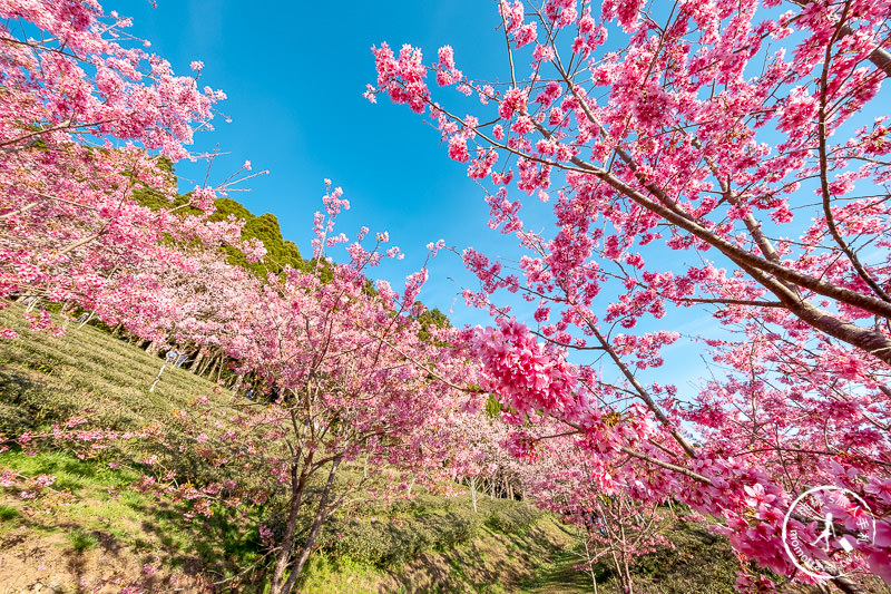 新竹賞櫻景點》山上人家森林農場│粉紅櫻花茶園雲海之美