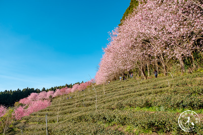 新竹賞櫻景點》山上人家森林農場│粉紅櫻花茶園雲海之美