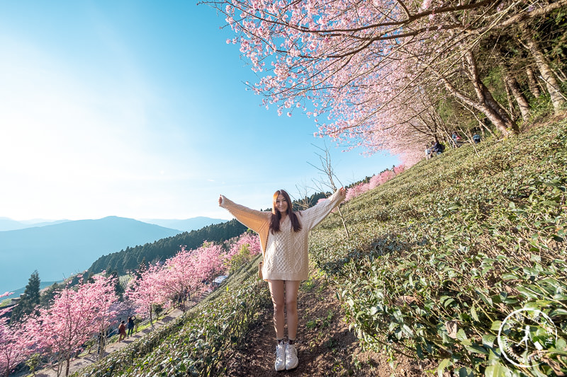 新竹賞櫻景點》山上人家森林農場│粉紅櫻花茶園雲海之美