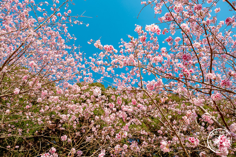 新竹賞櫻景點》山上人家森林農場│粉紅櫻花茶園雲海之美