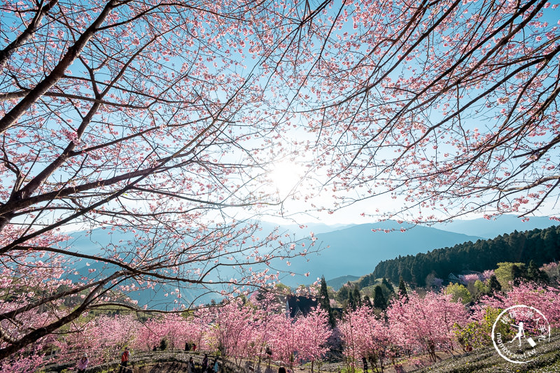 新竹賞櫻景點》山上人家森林農場│粉紅櫻花茶園雲海之美