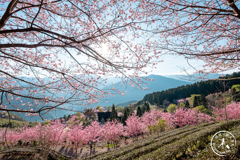 新竹賞櫻景點》山上人家森林農場│粉紅櫻花茶園雲海之美