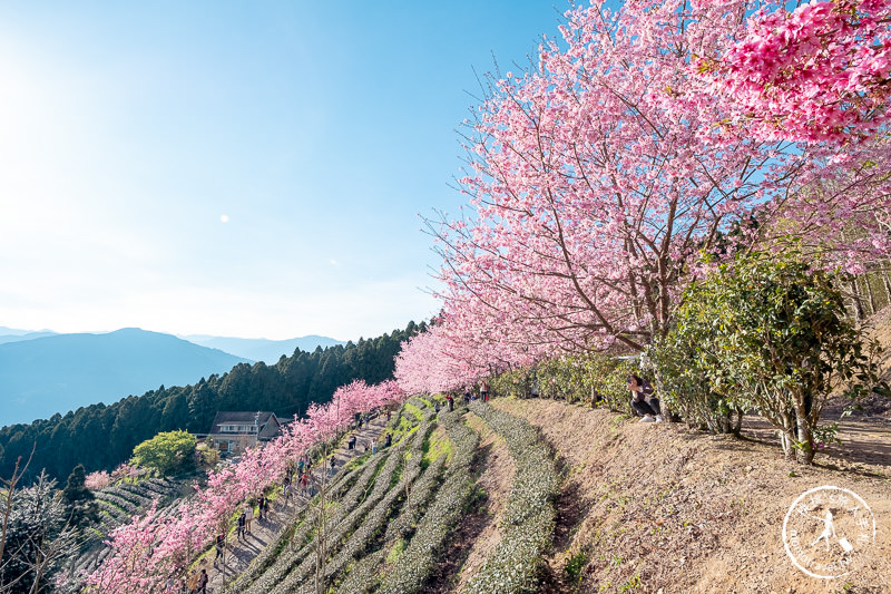 新竹賞櫻景點》山上人家森林農場│粉紅櫻花茶園雲海之美