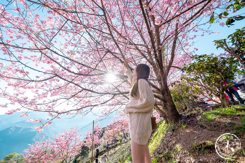 新竹賞櫻景點》山上人家森林農場│粉紅櫻花茶園雲海之美