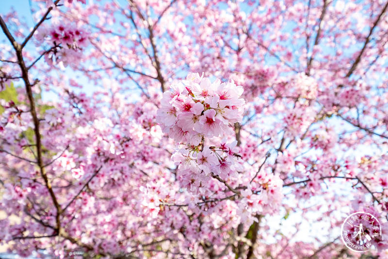 新竹賞櫻景點》山上人家森林農場│粉紅櫻花茶園雲海之美