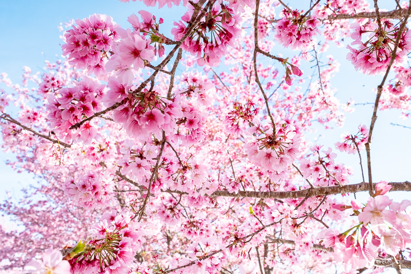 新竹賞櫻景點》山上人家森林農場│粉紅櫻花茶園雲海之美