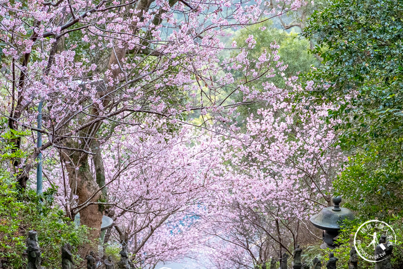 台北賞櫻景點》2020內湖碧山巖櫻花隧道│步道花況.停車.交通.賞櫻時間推薦